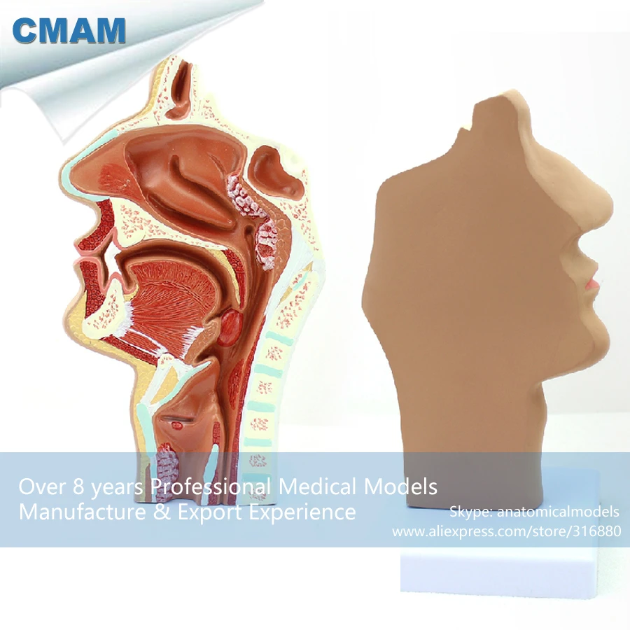 12510 Human E N T System Diseased Nasal Cavity Anatomy Model Medical Science Educational Anatomical Models Medical Science Anatomy Modelnasal Cavity Aliexpress