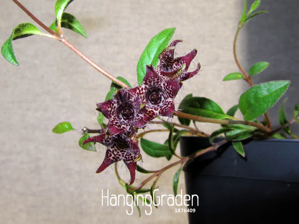 

Best-Selling!60 Pcs/Pack Brachystelma bonsai wild flower plants, suitable for garden, balcony, roof planting,#ZIU3VN