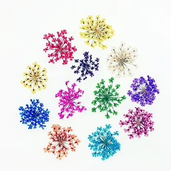 

108pieces 1-2cm mini natural Gypsophila Pressed flower with plastic box packing Dried flowers glass globe filler DIY charms