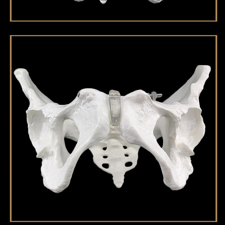24,5x16x13 см женский анатомический таз Скелет таза горло анатомический череп для изучения анатомии скульптура голова модель тела