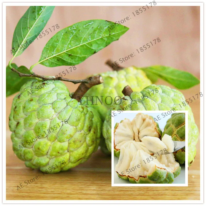 

2pcs Sugar Apple flores organic fruit and vegetable plantas Apple Custard Apple Tree bonsai tree plant plante for home garden