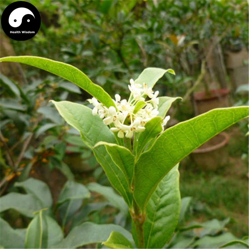 

Buy Sweet Scented Osmanthus Tree Semente 30pcs Plant Chinese Fragrance Yin Gui