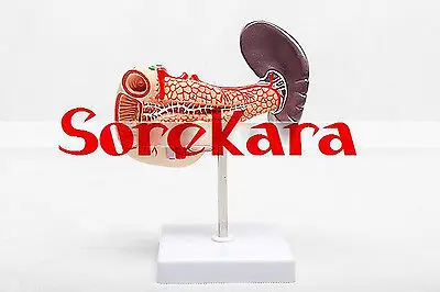 

Human Anatomical Pancreas Duodenum Spleen Organ Dissection Medical Teach Model School Hospital