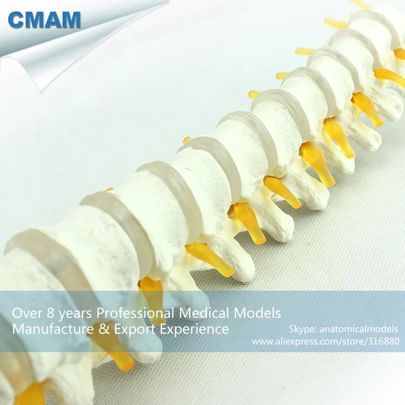 CMAM VERTEBRA14 Human Thoracic Vertebrae and Intervertebral Disc Skeleton Model