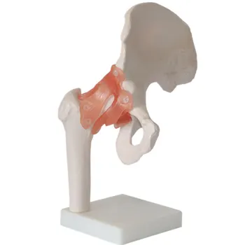 

1:1 Life Size Human Hip Joint Ligament Hip Bone Model Adult Hip Anatomy Model Medical Teaching Supplies Humans Skeleton Models