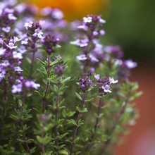 1 Bag 400 NON-GMO Garden Seeds Thyme Thymus Vulgaris -Flower High Germination