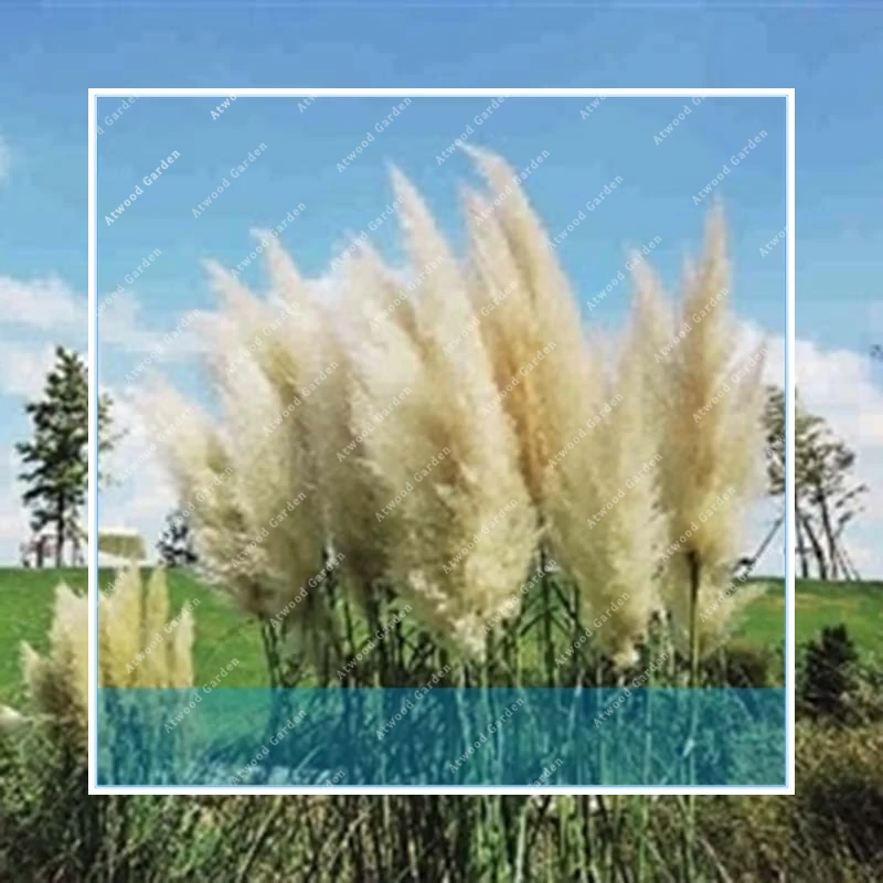 

White 1000pcs Rare Pampas Garss Pampas Pampas Grass Plant Ornamental Plant Flowers Cortaderia Selloana Grass