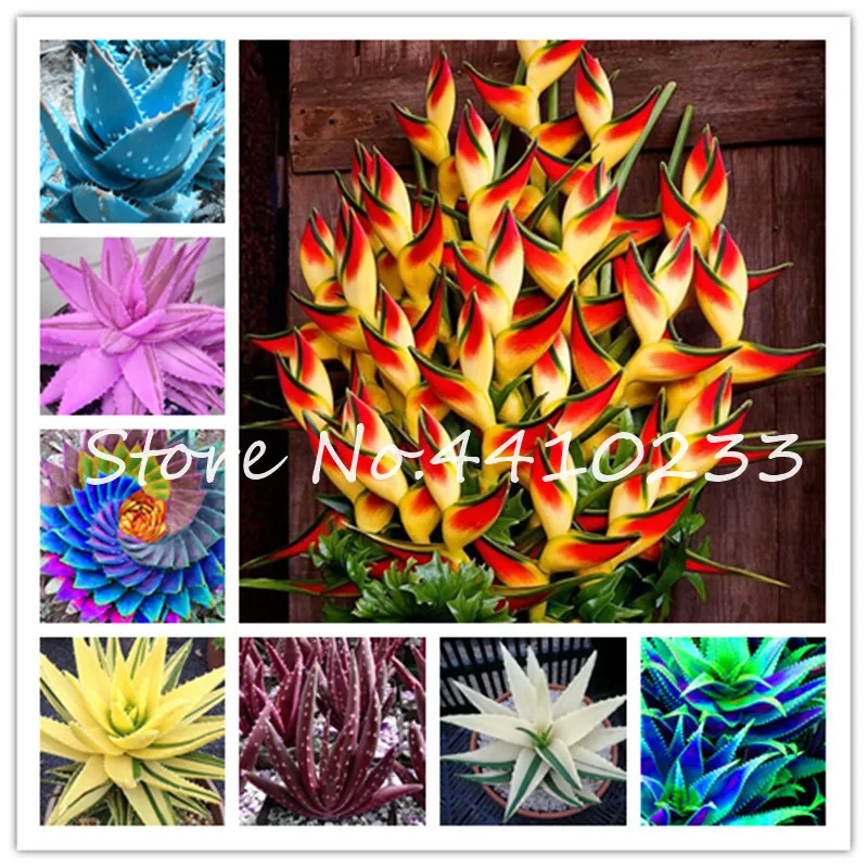 

100 Pcs Colorful Aloe Bonsai Rare Excellent Succulent Plants Mini Garden Planting, Edible Beauty Fruit Vegeable Pot Plant Hot