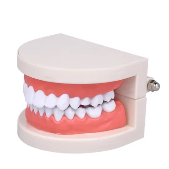 

Disease Teeth Medical Educational Model Child Kidtraining Model Standard Tooth Teaching Giant Dental Dentist Teeth Model