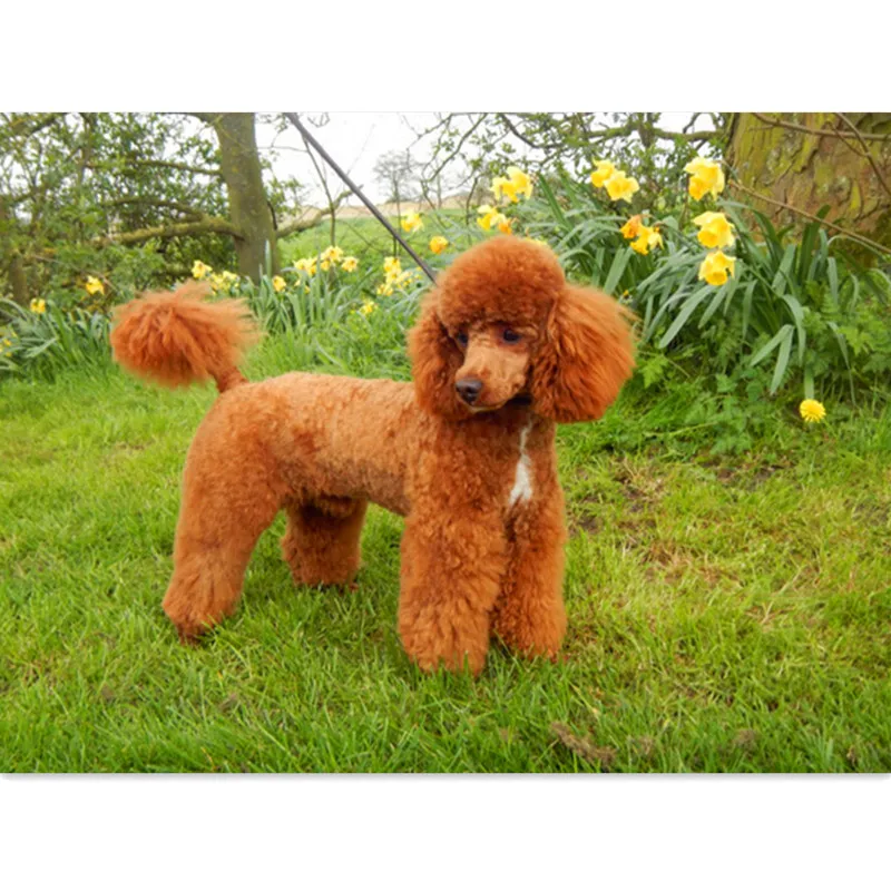 

NEW 5D FULL Hot Diy Diamond Embroidery Mosaic Painting cute pet Dogs Crown Poodle 3D Cross Stitch Home Decor Wedding decor Gift