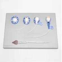 human manikin skeleton anatomical anatomia 1000 Times Enlarged Spermatogenesis Model anatomy in trauma medical training