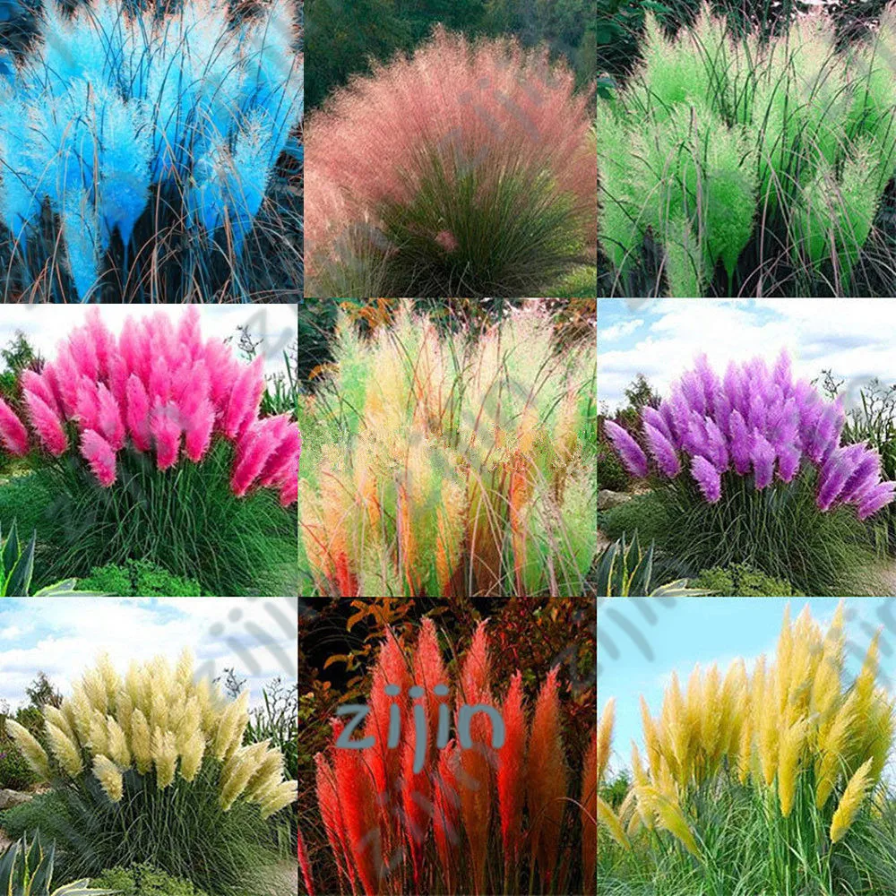 

500pcs / bag Imported Pampas Grass Outdoor Ornamental Plant Flowers Cortaderia Selloana Grass for Home Garden Easy to Grow