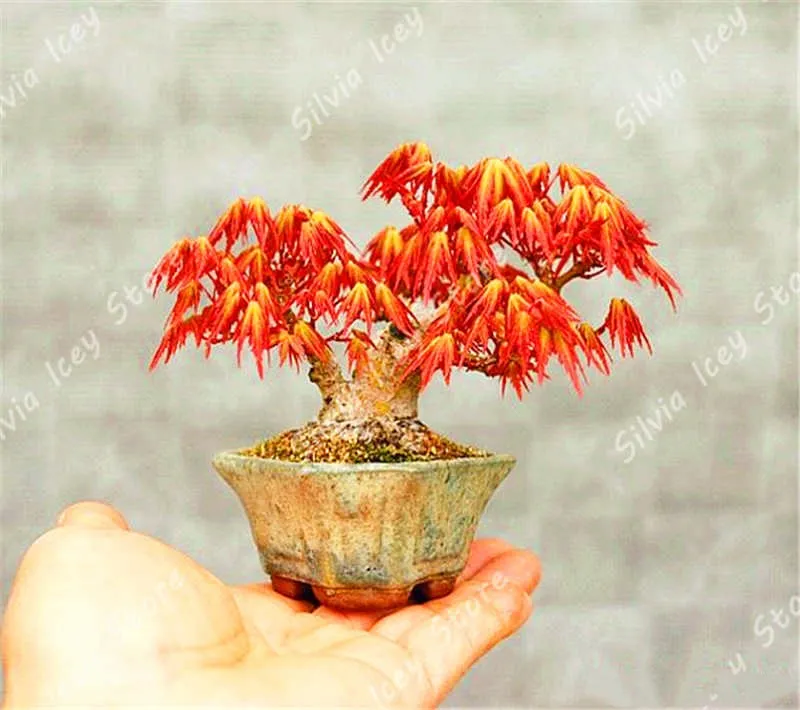 

20Pcs/Bag Maple Bonsai Plant Japan Mini Maple Plant Tree Garden Flower Decoration Plant Family Garden Potted Plant