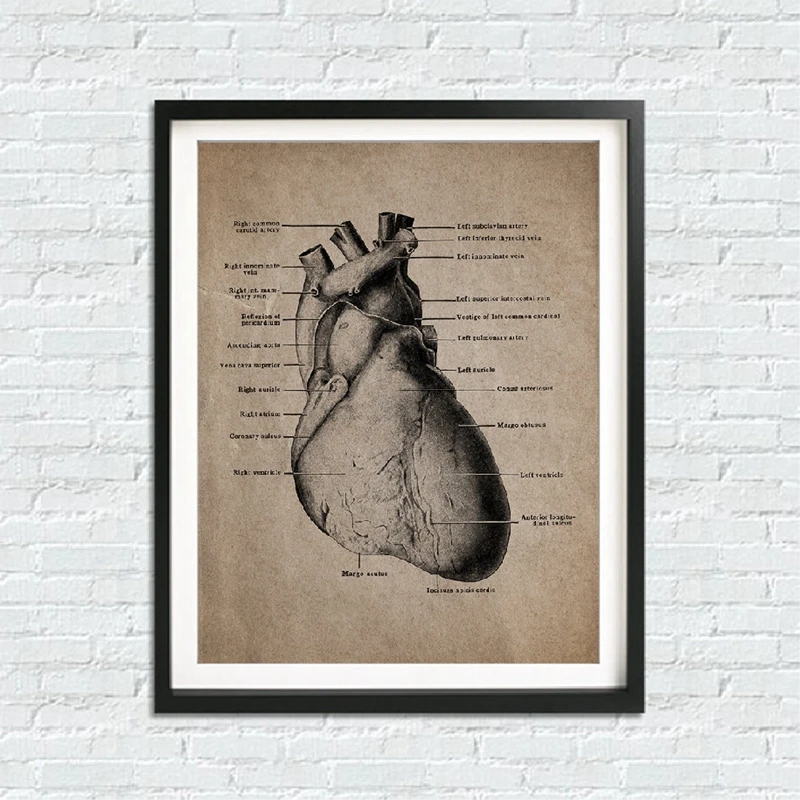 Human Anatomy Prints
