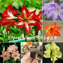 2 True Amaryllis Bulbs, Papilio Hippeastrum Bulbs, 24 Colors, Bonsai Barbados Lily, Potted Flower Bulbs, Garden Rhizome Plant,