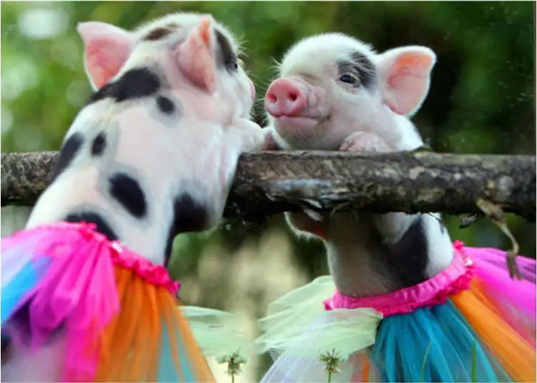 36020190318233856606