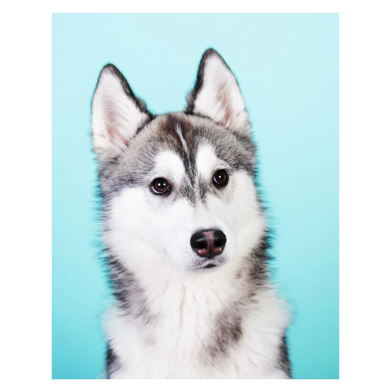 zhangguiyue369-Husky dog