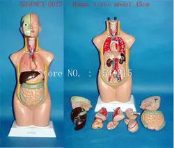 Анатомия человека торс преподавания Спецодежда медицинская торс Модель 45cm-GASENCX-0015