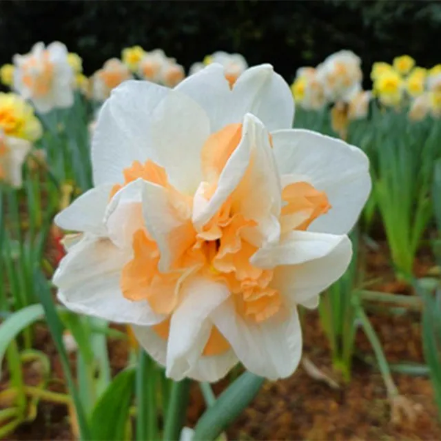 MultiVarieties Daffodil Seeds, 100pcs/pack