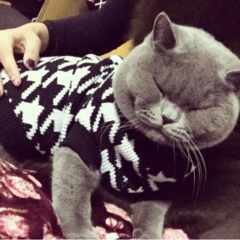 Классический свитер с узором «гусиная лапка» для маленьких кошек, свитер для питомцев, джемпер, пальто для щенков, одежда для кошек, Ragdoll, канадский, без волос, британский, короткошерстный
