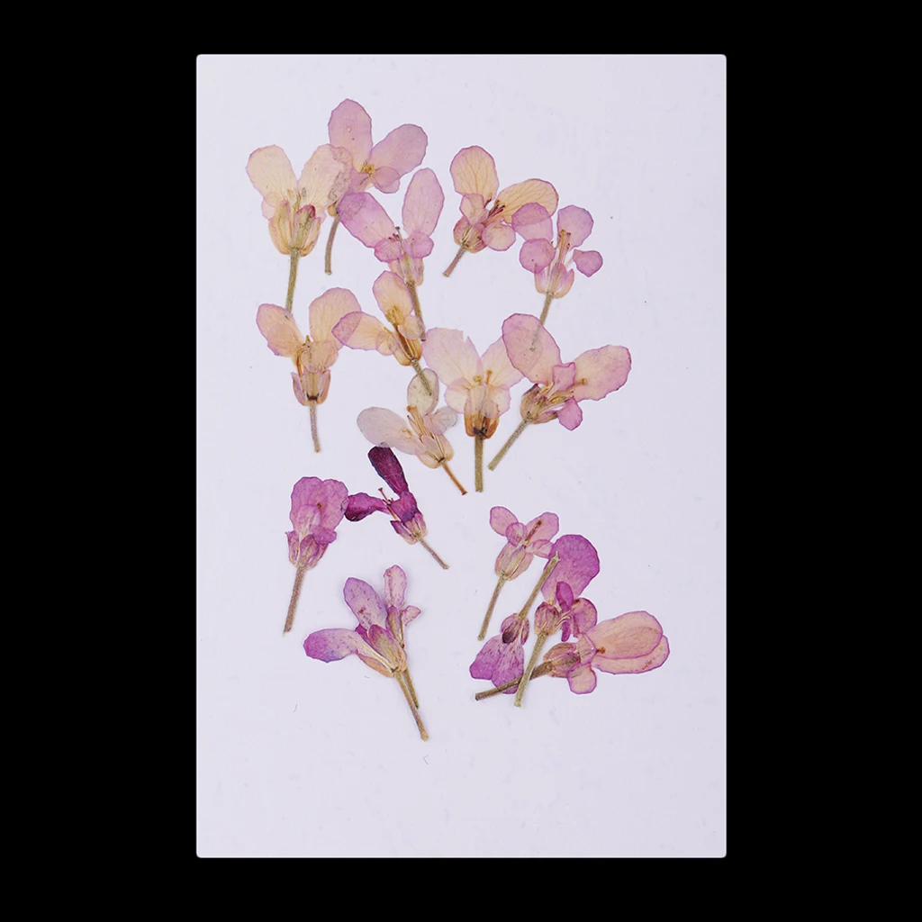 card making craft fuchsia 20pcs for floral art Pressed flowers