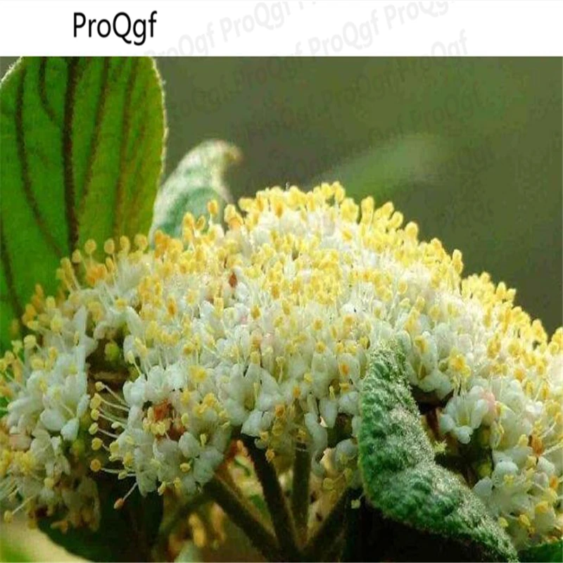 

Ngryise 500Pcs A Set Achnatherum splendens