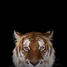 Download 780 Background Hijau Harimau HD Terbaru