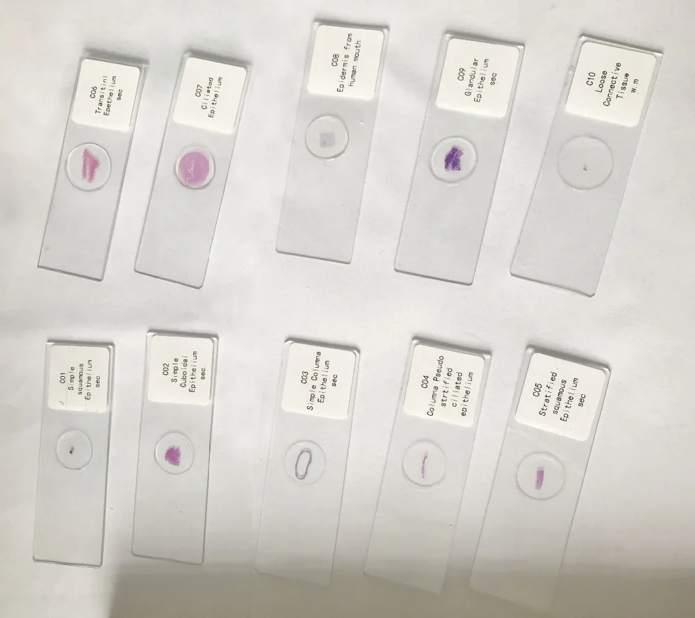 histology prepared slides (1)