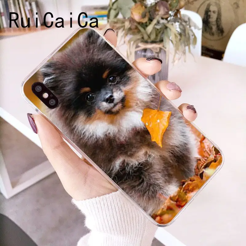 Pomeranian dogs dog