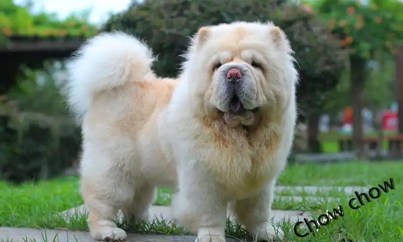silver chow chow