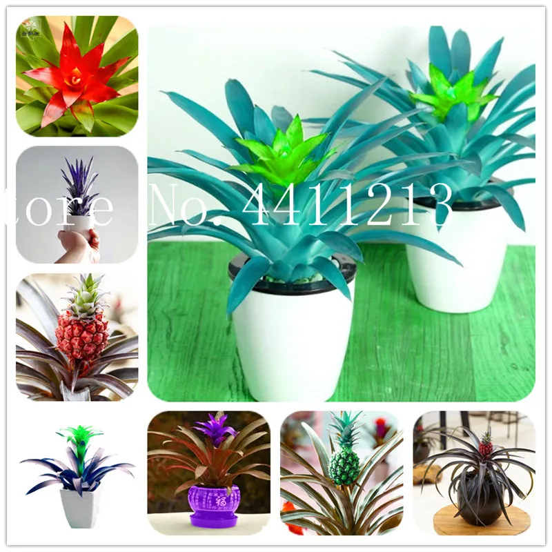 

2018 New Product Pineapple Bonsai 100 Pcs/Bag Dwarf Pineapple Plant Tree Fruit Rare Bonsai Plants For Home Garden Decoration