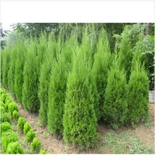 

Hot Selling Cypress Trees bonsais Conifer bonsais DIY Home Garden 20pcs/bag