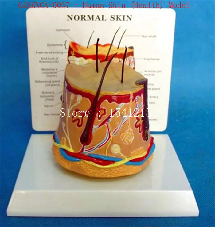 

Human anatomy model torso model Teaching Medical model Human Skin (Health) Model-GASENCX-0037