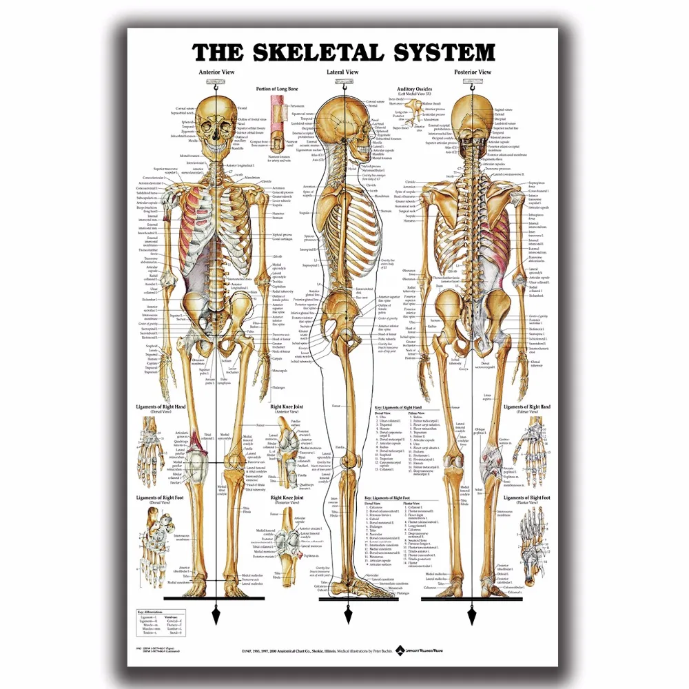 The Skeletal System Anatomical Chart