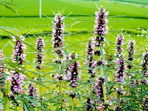 

50pcs Herbal Motherwort Leonurus japonicusHoutt Bonsai Plants succulent seedlings Flower Perennial Planting Potted