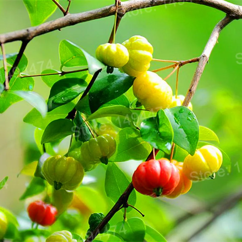 100 шт./пакет Суринам вишня flores Pitanga фрукты Растения бразильский красная вишня для фруктовых деревьев, Плант бонсай для дома и сада