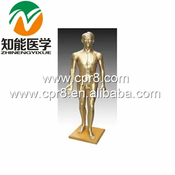 

BIX-Y1002 Human Acupuncture Model(Bronze) 178CM WBW332