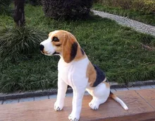 middle lovely simulaiton beagle dog toy plush sitting beagle dog doll gift about 40cm