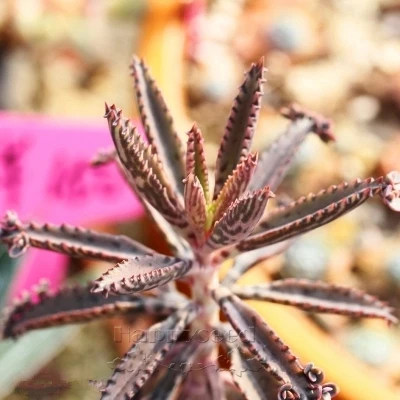 100 pcs/lot, bureau de bureau fleurs succulentes, anti rayonnement ordinateur, Kalanchoe daigremontiana, plantes en pot purifier l\u0027air dans Bonsaïs de