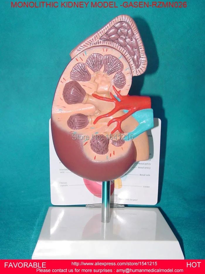 

HUMAN LIVER MODEL ANATOMICAL MODEL MEDICAL SCIENCE TEACHING SUPPLIES,HUMAN LIVER MODEL, VIVID LIVER MODEL-GASEN-RZMN026