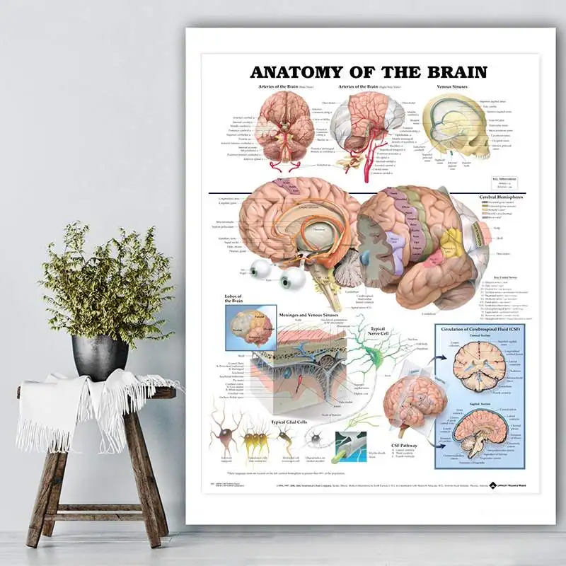 Анатомия человека системы мозга плакат анатомическая диаграмма Человеческого Тела Медицинский художественный настенный плакат Шелковый принт для образования домашнего декора