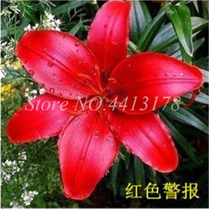 Rare Lily Bonsai Not Bulbs Exotic Bonsai Lilium Flower Potted Pleasant Fragrance Plant For Home & Garden Flower Pot 100 Pcs