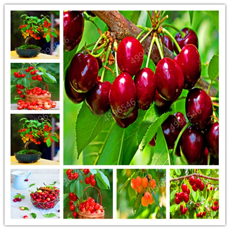 

10pcs bonsai Dwarf Cherry tree gaint Asilola Cherry fruit potted plants perennial Cerasus pseudocerasus fruit home garden plant