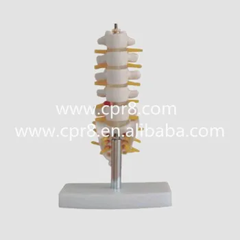 

BIX-A1012 Mini Lumbar Spine Vertebra With Tail Vertebrae Model WB276