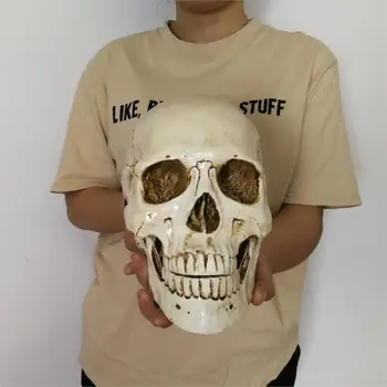 

Human Head Resin Replica Medical Model Lifesize Halloween Home Decoration Decorative Craft Skull 22x15x17CM