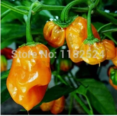 

200 pcs - Yellow Habanero Pepper chilli capsicum Vegetable plants