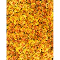 Винил фотографии фоне желтые розы Компьютер Отпечатано День Святого Валентина свадебные фонов для фотостудии