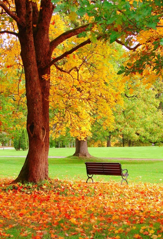 Laeacco Autumn Park Tree Fallen Leaves Bench Scene Photographic