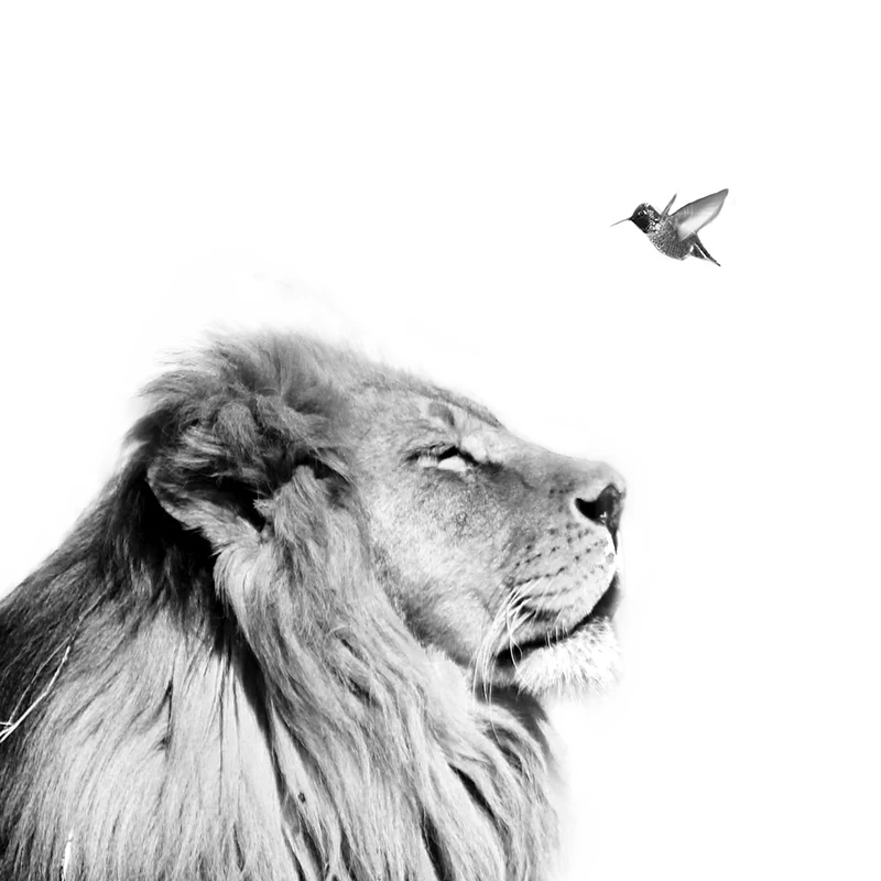 Lion Print Nursery Decor Detail Picture
