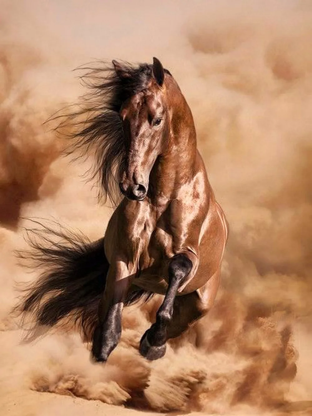 O-Galloping-23(44X33CM)